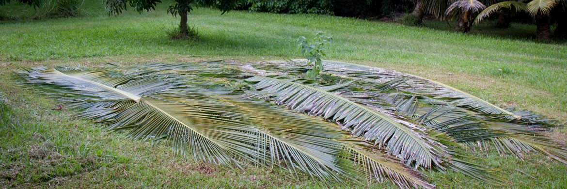 hurricane Iselle windfall biochar garden