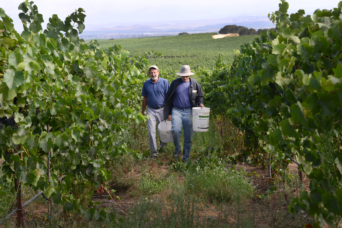 Field Trial Investigates Biochar in Vineyard — Summer 2020
