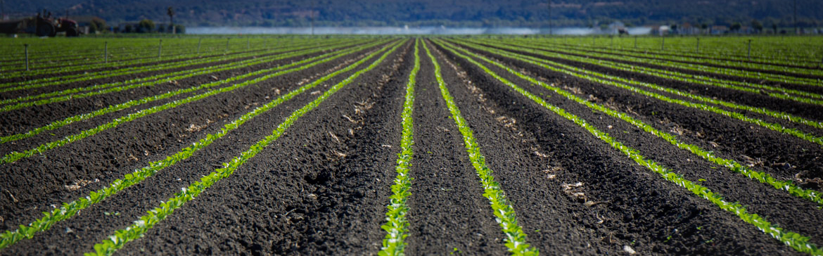 First Biochar Carbon Credits