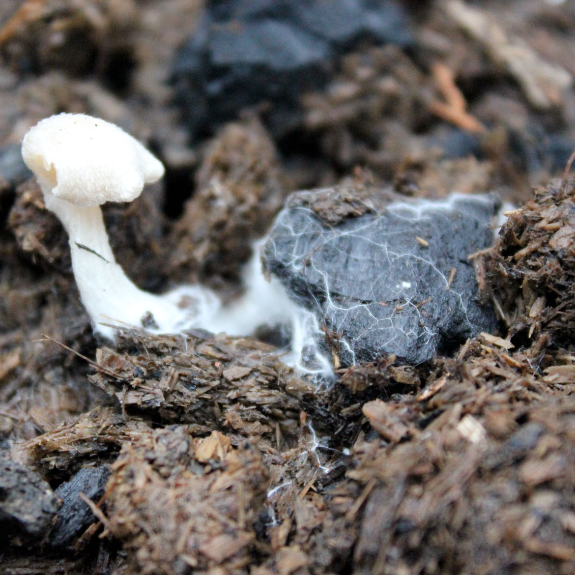 Fungi Feeding on Biochar