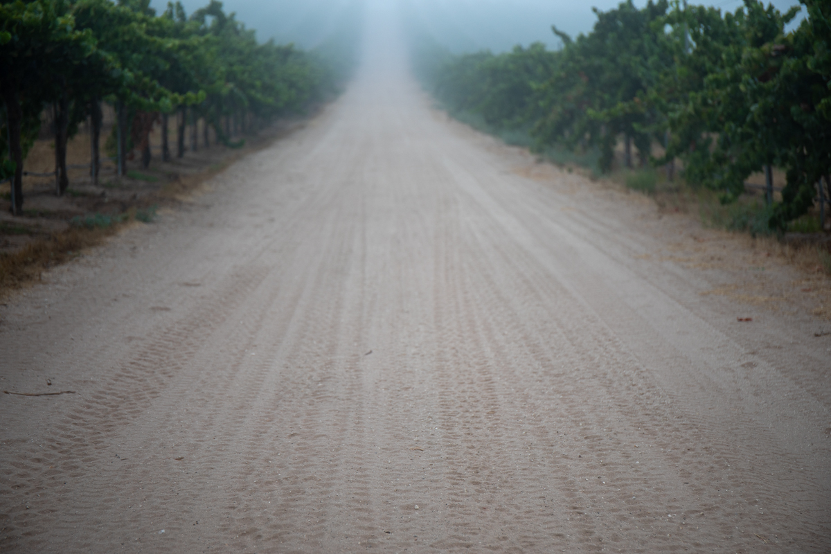 Oasis Vineyard Field Trial — 6th Harvest Report