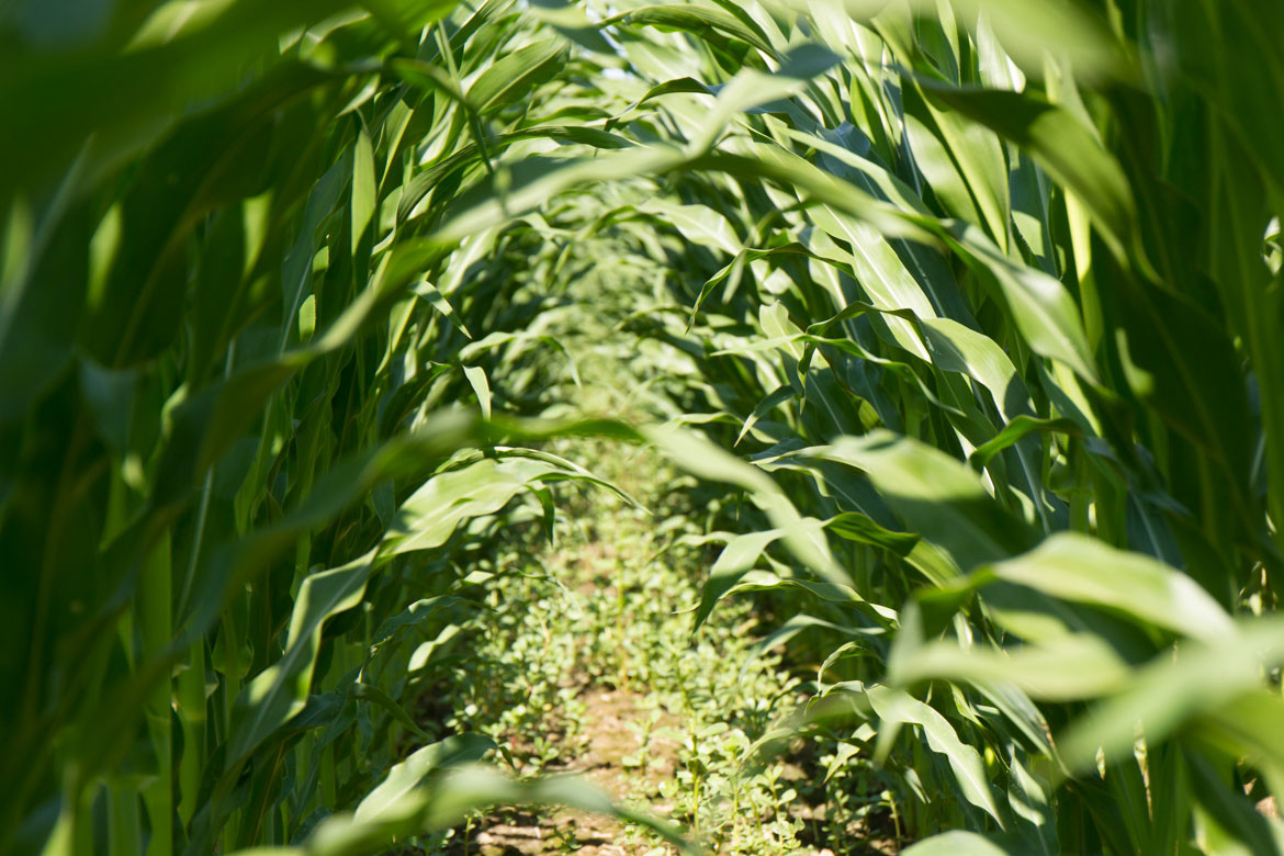 Rock Dust and Biochar to Remineralize Soils