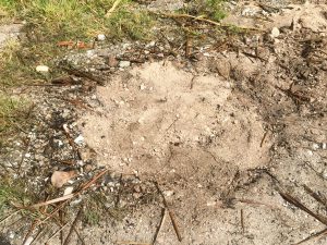 How to make biochar from coconut husks, covered pile