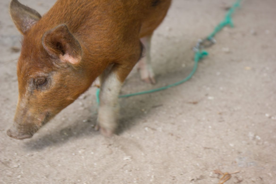 Atoll Growing, pig