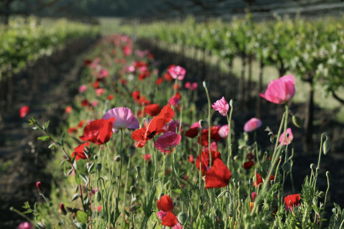 cover crop between vinerows at Dominus Estate