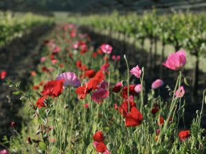 Case Study: Biochar Application with Dominus Estate in Napa Valley, after 2 years fallow