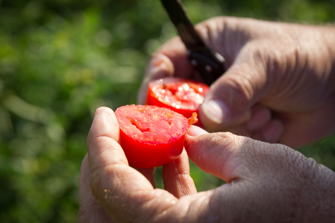 Nitrogen conservation with biochar, growing tomatoes