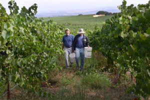 Biochar in vineyard