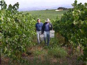Field Trial Investigates Biochar in Vineyard, Summer 2020 Report