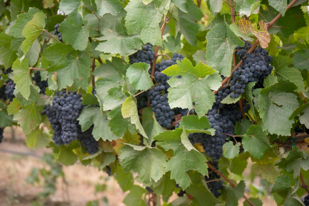 Grapes ready for harvest