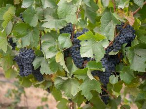Why Grape Growers are Turning to Biochar for Vine Growth