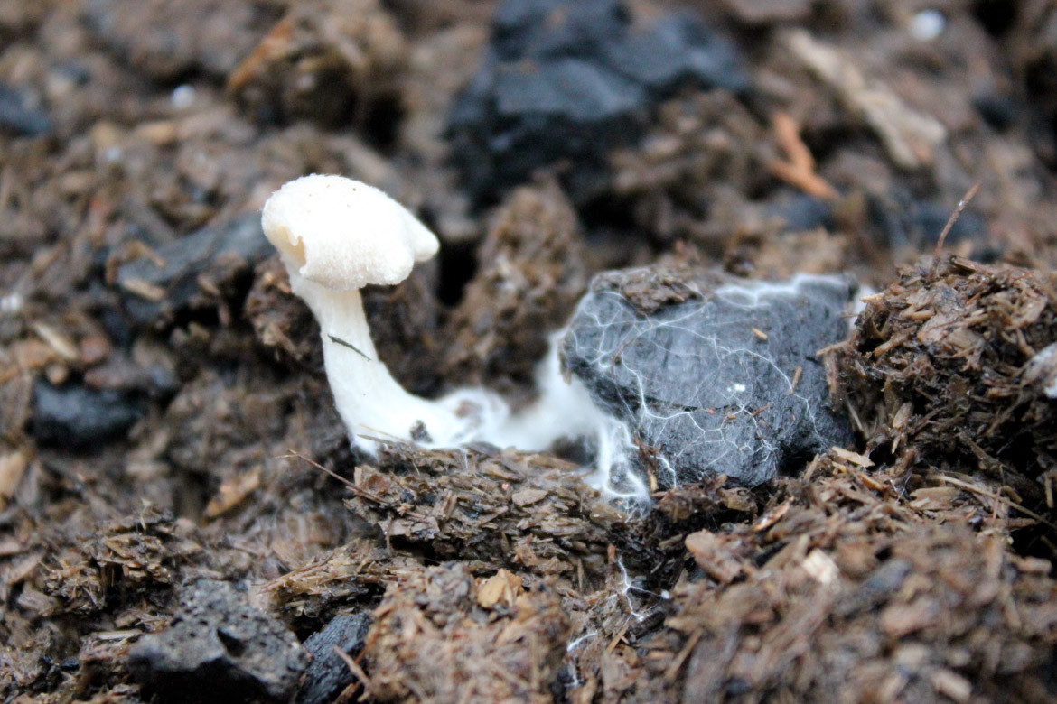 pyrogenic organic matter, mushroom embracing