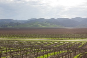 A farm in California, where pyrogenic organic matter will hopefully be used with more intention