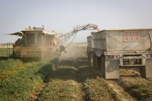nitrogen conservation with biochar, harvesting tomatoes