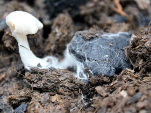 Fungi Feeding on Biochar
