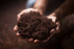 Photo of biochar compost in hand.