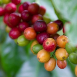 coffee cherry, biochar fertilizer, Fish Char 7-5-5 has been growing in popularity with Big Island coffee growers